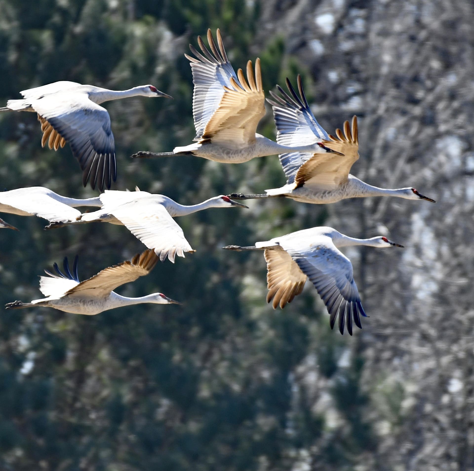 A flock of birds in flight