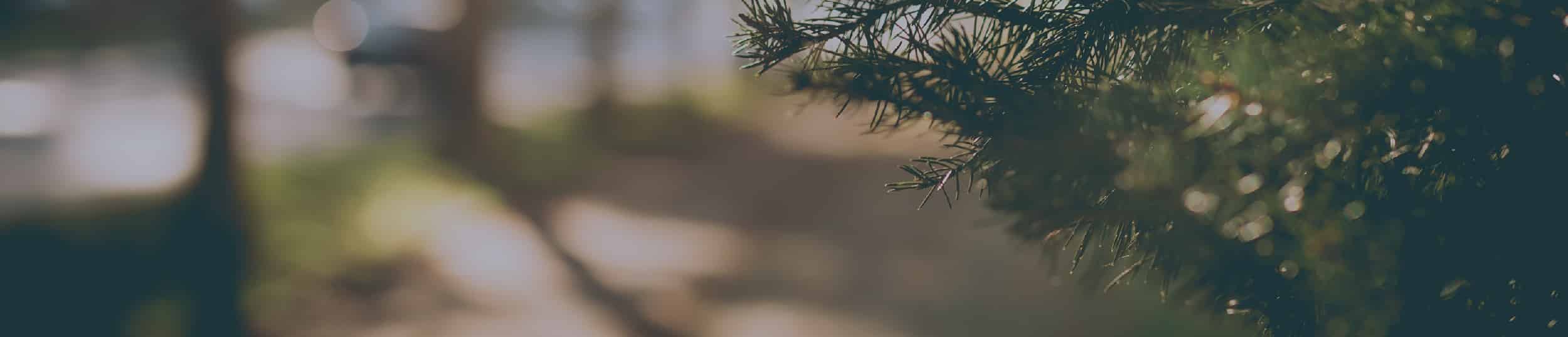 A pine tree branch
